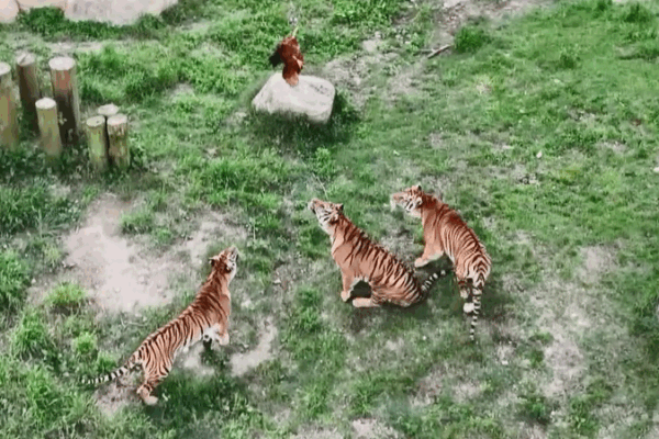 Tiger Kindergarten in Fujian Helps Cubs Learn Survival Skills Tiger kindergarten in Fujian teaches cubs survival skills video poster