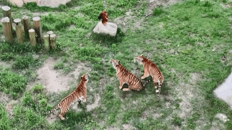 Tiger kindergarten in Fujian teaches cubs survival skills video poster