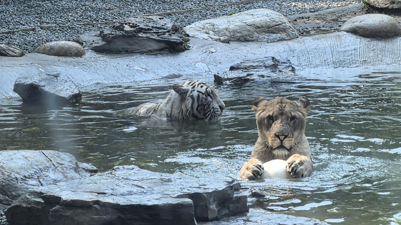 Unlikely Friends: Lion and Tiger Play Ball Together at Beijing Wildlife Park Unlikely bonds: A lion and a tiger play ball together at a Beijing zoo