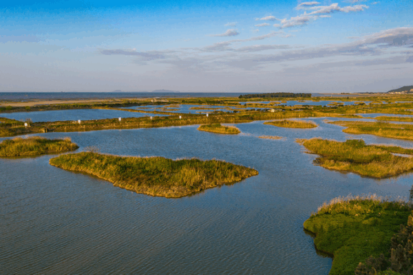 Wetland Wonders: How China’s Minjiang Estuary Helps Migrating Birds! 🐦 Wetland monitoring helps transform a migratory stopover