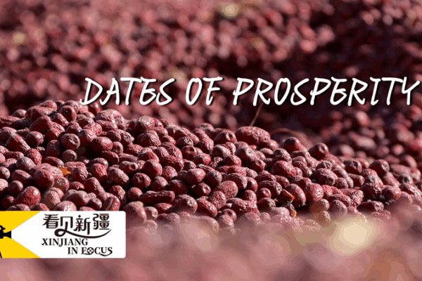 Sweet Success: The Special Dates of Xinjiang’s Ruoqiang County ๐ Xinjiang in focus: Dates of prosperity video poster